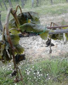 Elfagytak a szlltetvnyek a Soproni borvidken az jjel